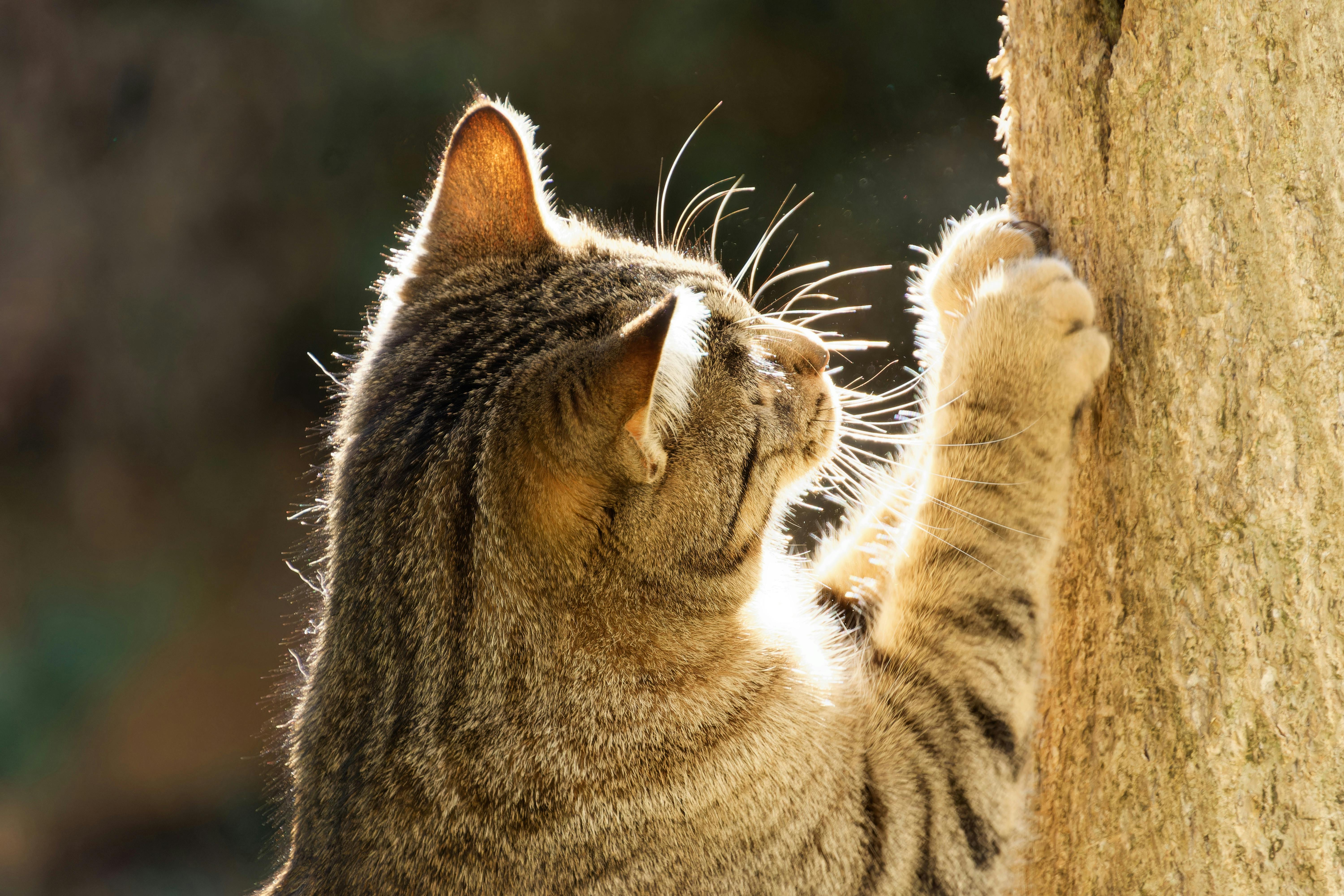 Cat scratching post